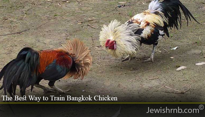 The Best Way to Train Bangkok Chicken