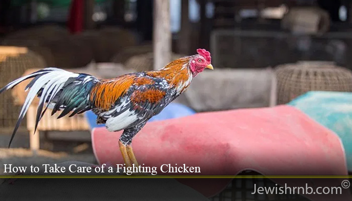 How to Take Care of a Fighting Chicken