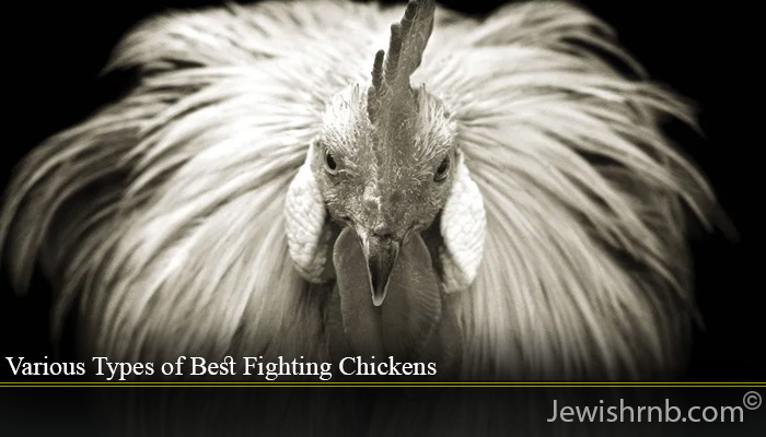 Various Types of Best Fighting Chickens